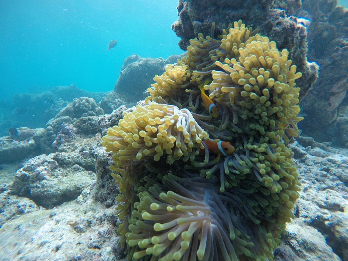 Arena Lodge Sky Maafushi Luaran gambar